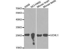 Western blot analysis of extracts of various cell lines, using UCHL1 antibody. (UCHL1 Antikörper  (AA 59-223))