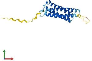 AlphaFold protein structure predicition of Mouse Recombinant Mal2 Protein, UniprotID Q8BI08