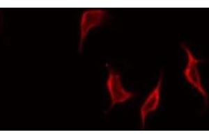 ABIN6268776 staining HepG2 by IF/ICC. (MMP 9 Antikörper  (C-Term))