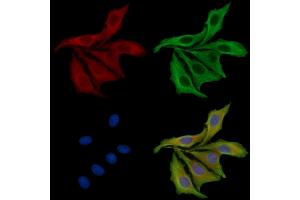 ABIN7095447 and ABIN7099504 staining HepG2 cells by IF/ICC. (LY6G6D Antikörper)