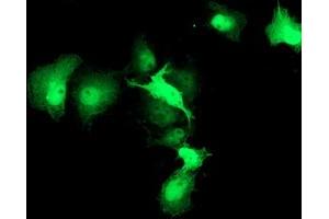 Anti-HSPBP1 mouse monoclonal antibody (ABIN2454871) immunofluorescent staining of COS7 cells transiently transfected by pCMV6-ENTRY HSPBP1 (RC201814). (HSPBP1 Antikörper)