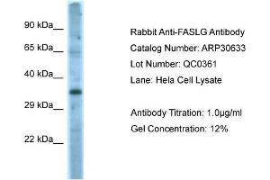 WB Suggested Anti-FASLG Antibody   Titration: 1. (FASL Antikörper  (Middle Region))