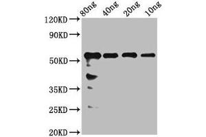 Western Blot Positive WB detected in Recombinant protein All lanes: rhoaa antibody at 2. (rho-Related GTP-Binding Protein RhoA-A (RHOAA) (AA 1-190) Antikörper)