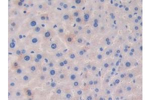Immunohistochemistry (IHC) image for anti-Laminin, alpha 4 (LAMa4) (AA 745-940) antibody (ABIN7438163)