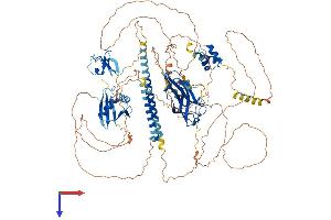 NBR1 Protein (AA 1-988) (His tag)