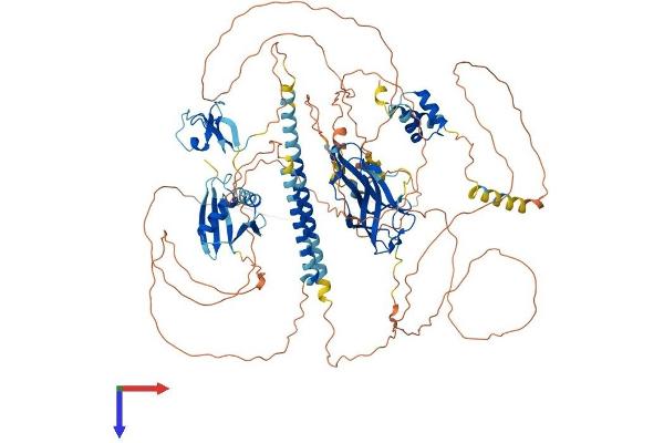 NBR1 Protein (AA 1-988) (His tag)