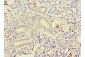 Immunohistochemistry of paraffin-embedded human pancreatic tissue using ABIN7148943 at dilution of 1:100 (CCNJL Antikörper  (AA 315-435))