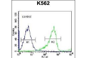 PCDHB14 Antibody (N-term) (ABIN656255 and ABIN2845571) flow cytometric analysis of K562 cells (right histogram) compared to a negative control cell (left histogram). (PCDHB14 Antikörper  (N-Term))