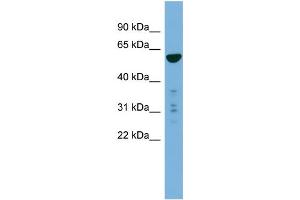 WB Suggested Anti-PTDSS2  Antibody Titration: 0. (PTDSS2 Antikörper  (N-Term))