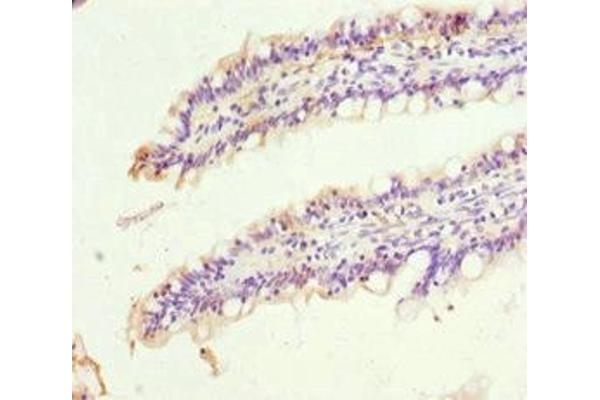 SIGLEC12 antibody  (AA 20-210)