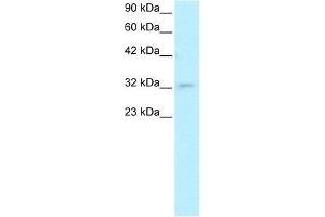 Human HepG2; WB Suggested Anti-POU1F1 Antibody Titration: 0. (POU1F1 Antikörper  (C-Term))