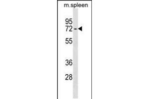 Western blot analysis in mouse spleen tissue lysates (35ug/lane). (ENTPD4 Antikörper  (N-Term))
