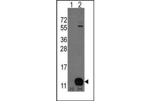 Image no. 1 for anti-phosphohistidine Phosphatase 1 (PHPT1) (N-Term) antibody (ABIN357857) (PHPT1 Antikörper  (N-Term))