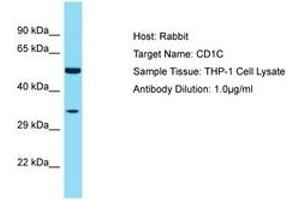 Image no. 1 for anti-T-cell surface glycoprotein CD1c (CD1C) (AA 227-276) antibody (ABIN6750498) (CD1c Antikörper  (AA 227-276))