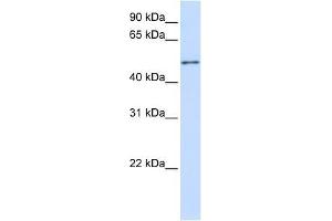 ZNF561 antibody used at 0. (ZNF561 Antikörper  (C-Term))