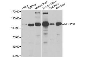 Western blot analysis of extracts of various cell lines, using MBTPS1 antibody (ABIN5974226) at 1/1000 dilution. (MBTPS1 Antikörper)