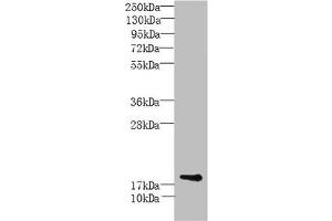 Western Blot All lanes: MORN5 antibody at 4 μg/mL + Mouse brain tissue Secondary Goat polyclonal to rabbit IgG at 1/10000 dilution Predicted band size: 19, 21 kDa Observed band size: 19 kDa