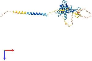 TNMD Protein (AA 1-317) (His tag)