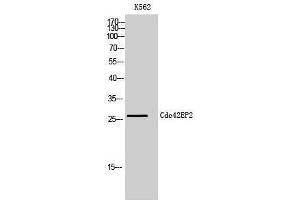 Western Blotting (WB) image for anti-CDC42 Effector Protein (Rho GTPase Binding) 2 (CDC42EP2) (N-Term) antibody (ABIN3183816) (CDC42EP2 Antikörper  (N-Term))