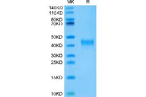 SDS-PAGE (SDS) image for CD33 (CD33) (AA 18-240) protein (His tag) (ABIN7274167)