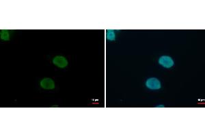 ICC/IF Image KLF4 antibody detects KLF4 protein at nucleus by immunofluorescent analysis. (KLF4 Antikörper)
