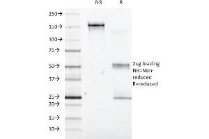 SDS-PAGE Analysis Purified Interferon alpha-1 Mouse Monoclonal Antibody (2-48). (IFNA1 Antikörper)