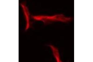 ABIN6275554 staining HeLa by IF/ICC. (SERPINB12 Antikörper  (N-Term))