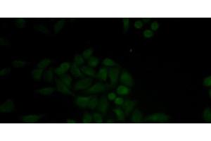 Immunofluorescence analysis of MCF-7 cells using CTSE Polyclonal Antibody (Cathepsin E Antikörper)