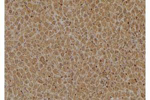 ABIN6274922 at 1/100 staining Mouse liver tissue by IHC-P. (FAM203B Antikörper  (Internal Region))