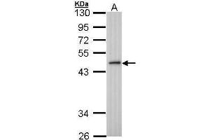 WB Image Sample (30 ug of whole cell lysate) A: H1299 10% SDS PAGE antibody diluted at 1:1000 (ING3 Antikörper)
