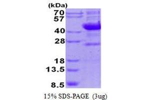 Image no. 1 for Sialidase 1 (Lysosomal Sialidase) (NEU1) (AA 48-415) protein (His tag) (ABIN1098375)