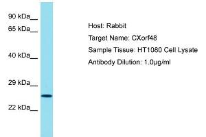Host: Rabbit Target Name: CXORF48 Sample Tissue: Human HT1080 Whole Cell Antibody Dilution: 1ug/ml (CXorf48 Antikörper  (N-Term))