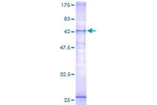 LPAR5 Protein (AA 1-372) (GST tag)