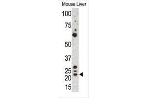 Western blot analysis of anti-Gremlin Pab in mouse liver cell lysate. (GREM1 Antikörper  (C-Term))
