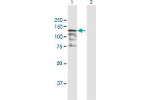 Western Blot analysis of CC2D1A expression in transfected 293T cell line by CC2D1A MaxPab polyclonal antibody.