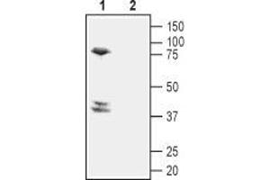 Western blot analysis of mouse brain lysate: - 1. (Prostaglandin D2 Receptor 2 (PTGDR2) (AA 270-283), (Extracellular) Antikörper)