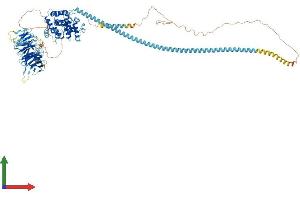 AlphaFold protein structure predicition of Mouse Recombinant Tbc1d31 Protein, UniprotID Q6NXY1