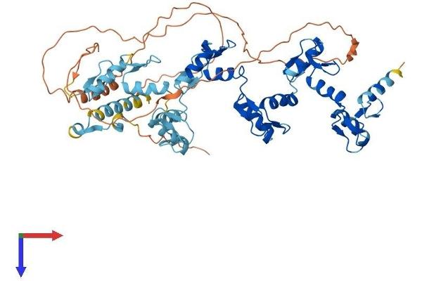ZNF587 Protein (AA 1-575) (His tag)