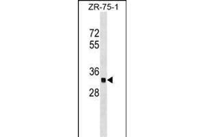OR2C3 Antibody (C-term) (ABIN1536937 and ABIN2849370) western blot analysis in ZR-75-1 cell line lysates (35 μg/lane).