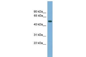 WB Suggested Anti-AMN Antibody Titration:  0.
