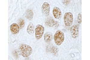 Immunohistochemistry (IHC) image for anti-Pleiotropic Regulator 1 (PLRG1) (AA 464-514) antibody (ABIN7449000) (PLRG1 Antikörper  (AA 464-514))