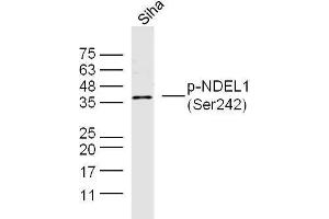 Human Siha cell lysates probed with NDEL1 (Ser242) Polyclonal Antibody, unconjugated  at 1:300 overnight at 4°C followed by a conjugated secondary antibody at 1:10000 for 90 minutes at 37°C. (NDEL1 Antikörper  (pSer242))