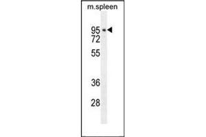 Western blot analysis of CDT2 / DTL Antibody  in mouse spleen tissue lysates (35ug/lane). (CDT2/RAMP Antikörper  (Middle Region))