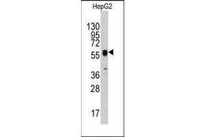 Western blot analysis of anti-ECGF1(Center) Pab in HepG2 cell line lysates (35ug/lane). (Thymidine Phosphorylase Antikörper  (Middle Region))