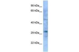 Image no. 1 for anti-Empty Spiracles Homeobox 1 (EMX1) (AA 127-176) antibody (ABIN6748269) (EMX1 Antikörper  (AA 127-176))
