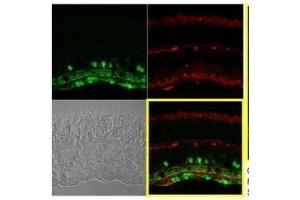 IHC-P Image Immunohistochemical analysis of paraffin-embedded Mouse retina, using Calretinin, antibody at 1:250 dilution. (Calretinin Antikörper)