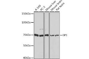 Western blot analysis of extracts of various cell lines, using SP3 antibody (ABIN6130701, ABIN6148314, ABIN6148315 and ABIN6216542) at 1:1000 dilution. (Sp3 Antikörper  (AA 240-350))