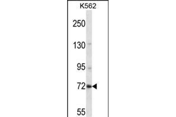 ZNF132 Antikörper  (N-Term)