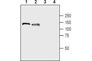 Western Blotting (WB) image for anti-Neuropilin 1 (NRP1) (AA 502-514), (Extracellular) antibody (ABIN7043378)
