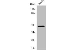 Western Blot analysis of MCF7 cells using V1RL2 Polyclonal Antibody (VN1R2 Antikörper  (Internal Region))
